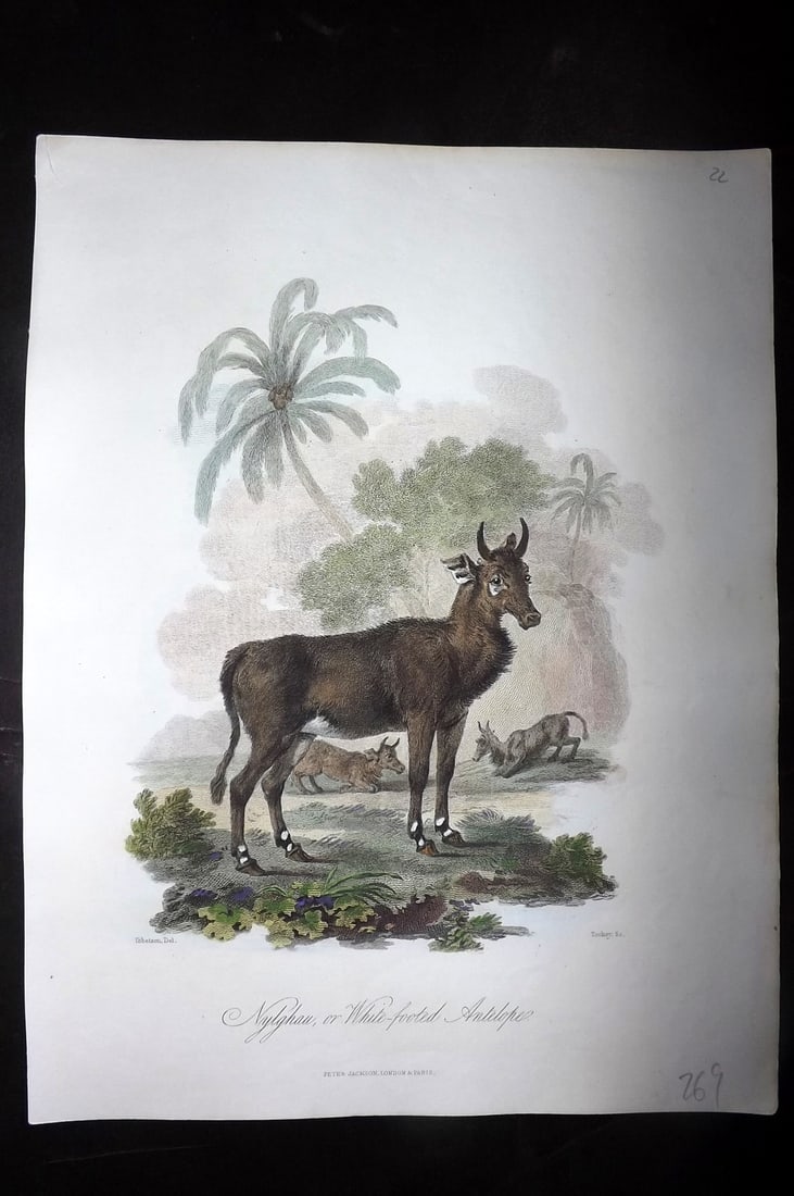 Church, John 1849 Hand Col Print. Nylghau or White Footed Antelope (1 of 1)
