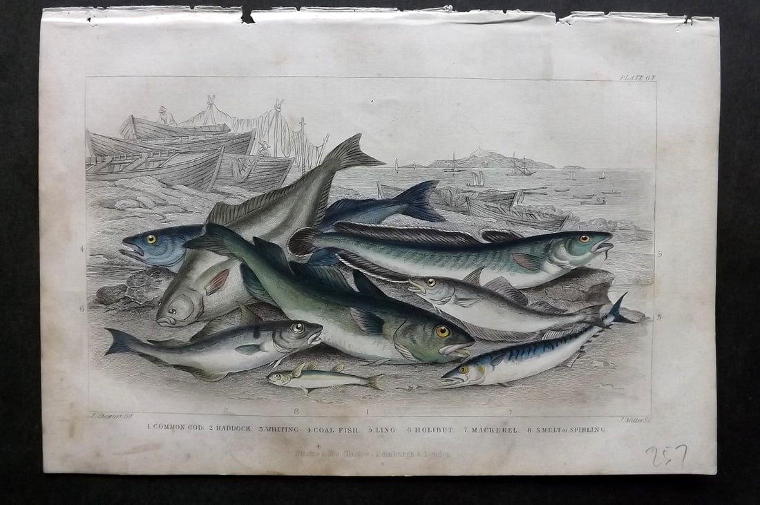 Goldsmith, Oliver 1864 HCol Fish Print. Cod, Haddock, Whiting, Coal Fish, Mackerel 67 (1 of 1)