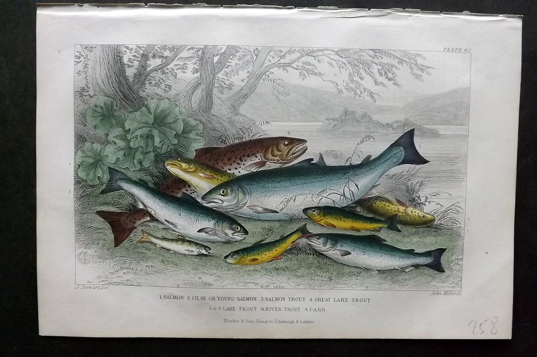 Goldsmith, Oliver 1864 Hcol Fish Print. Salmon, Salmon Trout, Trout 65 (1 of 1)