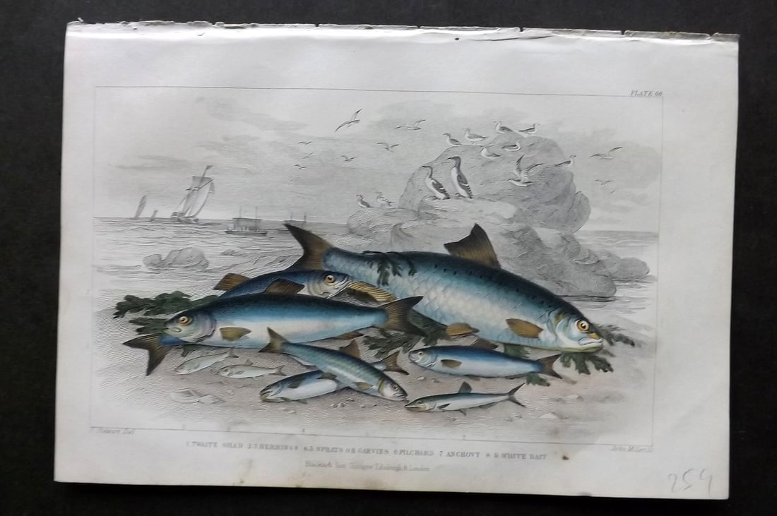 Goldsmith, Oliver 1864 HCol Fish Print. Twaite, Shad, Herrings, Sprat, Pilchard, Anchov, Whitebait (1 of 1)