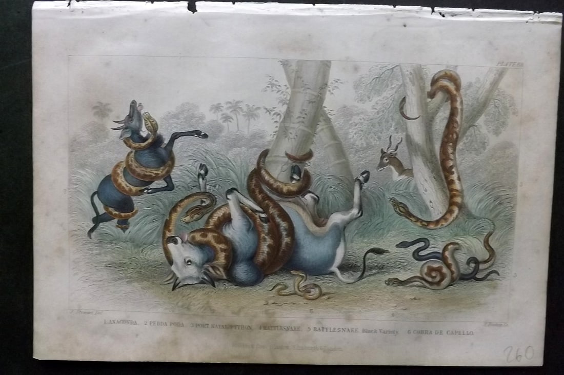 Goldsmith, Oliver 1864 HCol Print. Anaconda, Pedda Poda, Python, Ratle Snake Cobra 68: Hand Colored Steel Engraving Published 1864 by Blackie & Son, London for "A History of the Earth and Animated Nature" by Oliver Goldsmith. Paper Size: 9.5 x 6 inch (24 x 16cm) Some toning, otherwise G