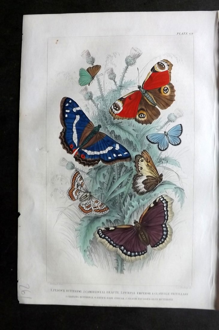 Goldsmith, Oliver 1864 HCol Print. Peacock Butterfly, Camberwell Beauty, Fritillary 69 (1 of 1)