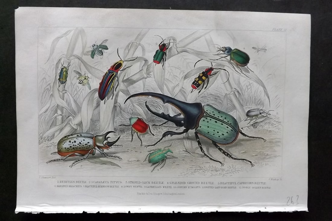 Goldsmith, Oliver 1864 HCol Print. Beetles 71 (1 of 1)