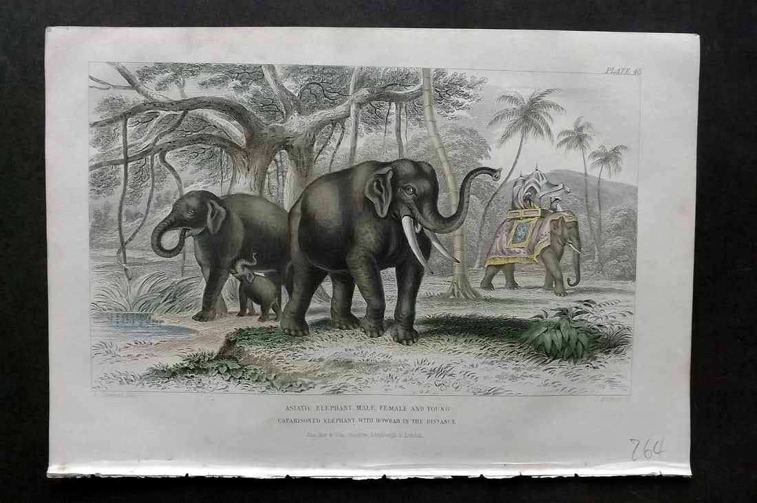 Goldsmith, Oliver 1864 HCol Print. Asiatic Elephant 45 (1 of 1)