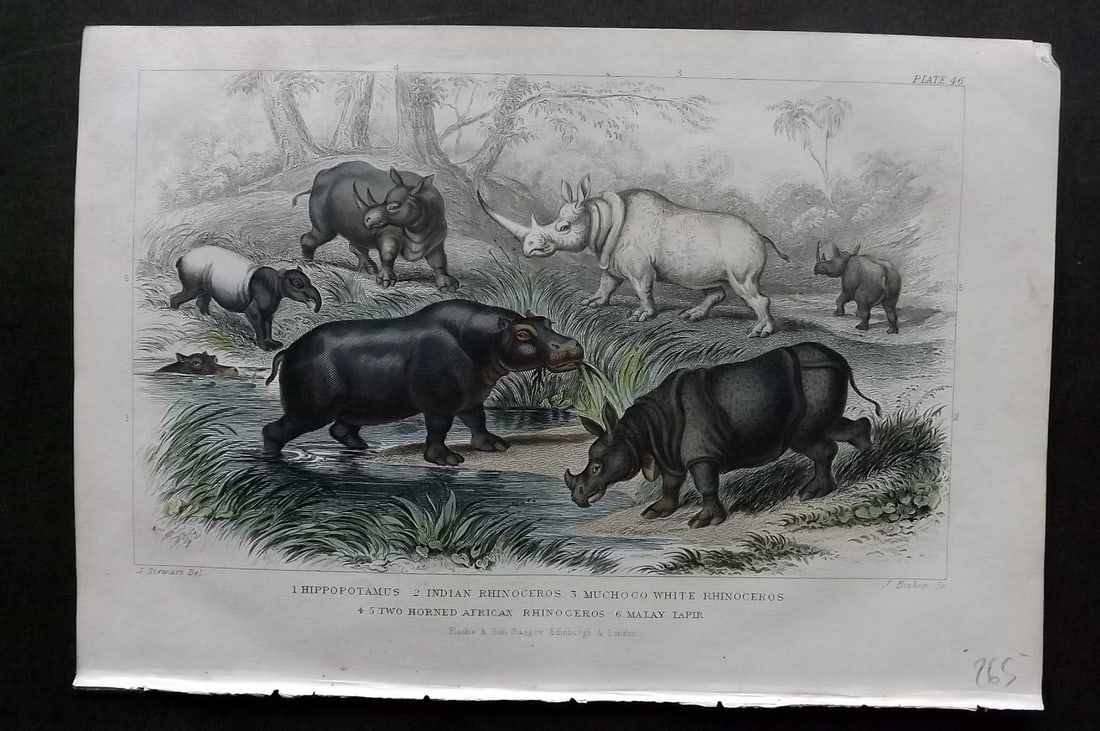 Goldsmith, Oliver 1864 HCol Print. Hippo, Rhino & Malay Tapir 46 (1 of 1)
