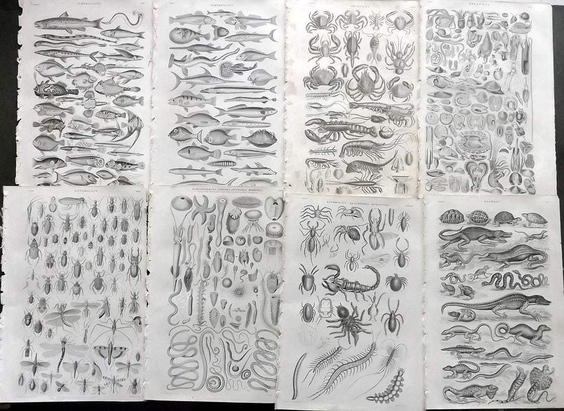 Goldsmith, Oliver 1864 Lot of 8 Natural History Prints (1 of 1)
