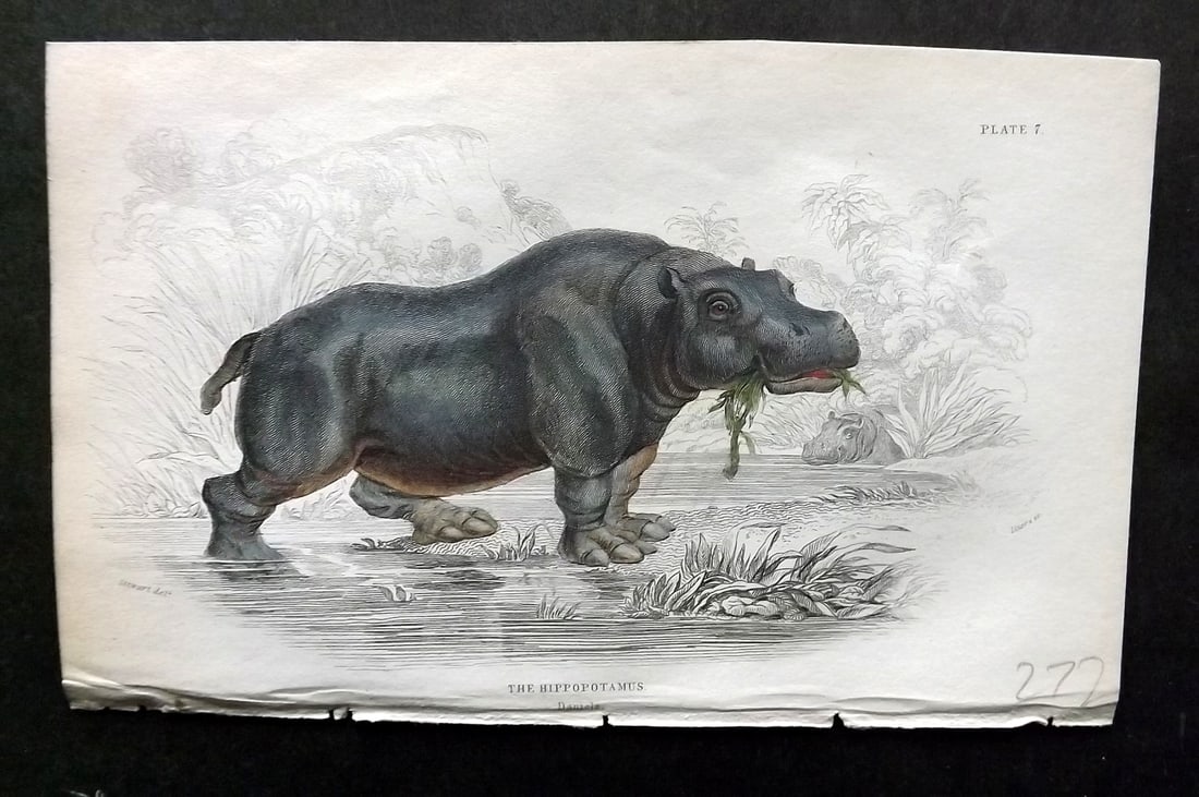 Jardine, William 1836 Hand Col Print. Hippo 07 (1 of 1)