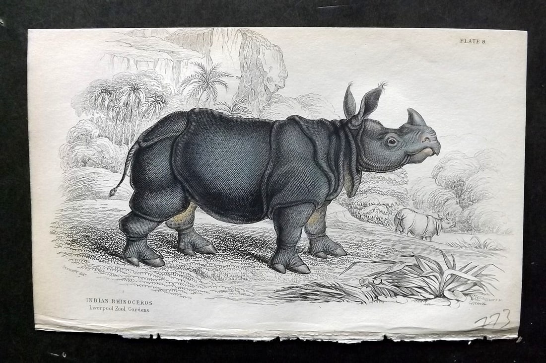 Jardine, William 1836 Hand Col Print. Indian Rhinoceros 08 (1 of 1)