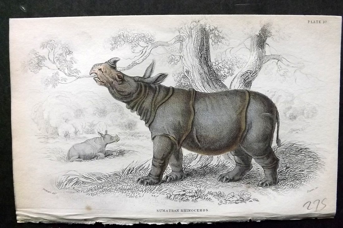 Jardine, William 1836 Hand Col Print. Sumatran Rhinoceros 10 (1 of 1)