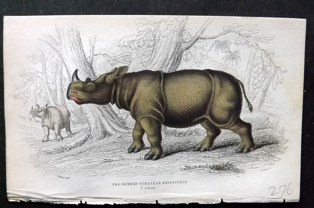 Jardine, William 1836 Hand Col Print. Two Horned Sumatran Rhinoceros 11 (1 of 1)