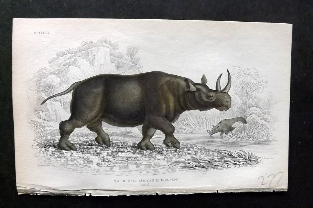 Jardine, William 1836 Hand Col Print. Two Horned African Rhinoceros 12 (1 of 1)