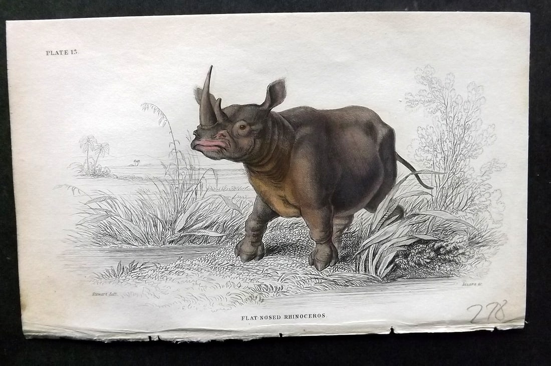 Jardine, William 1836 Hand Col Print. Flat Nosed Rhinoceros 13 (1 of 1)