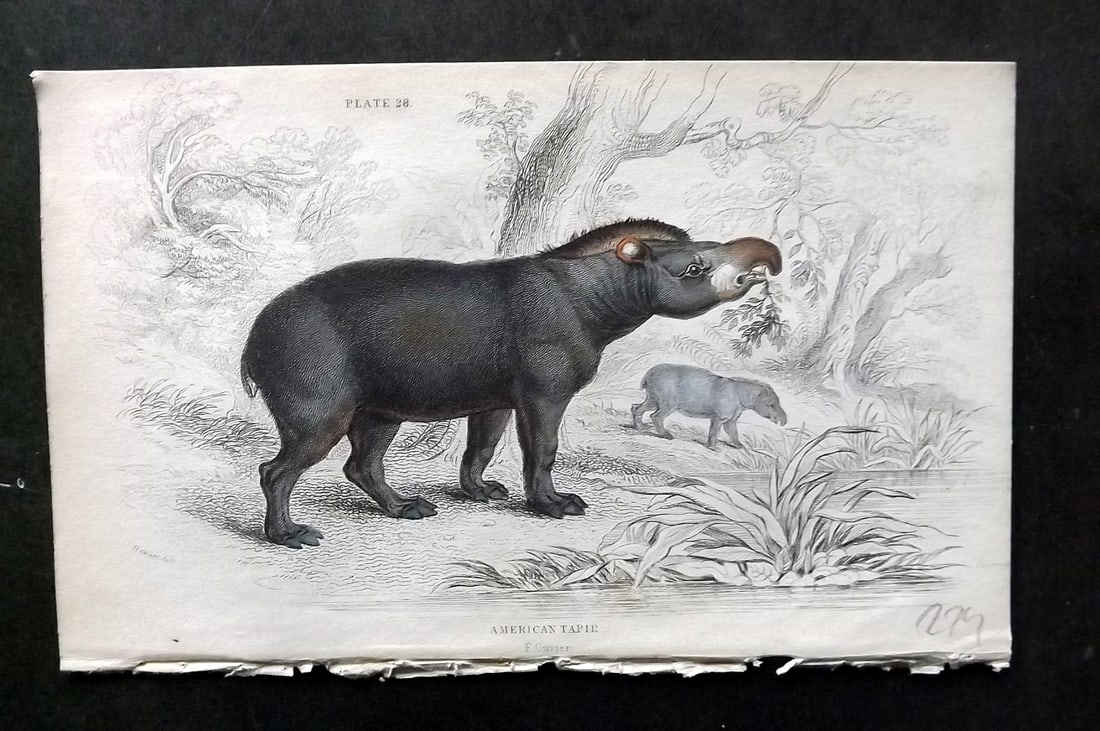 Jardine, William 1836 Hand Col Print. American Tapir 28 (1 of 1)