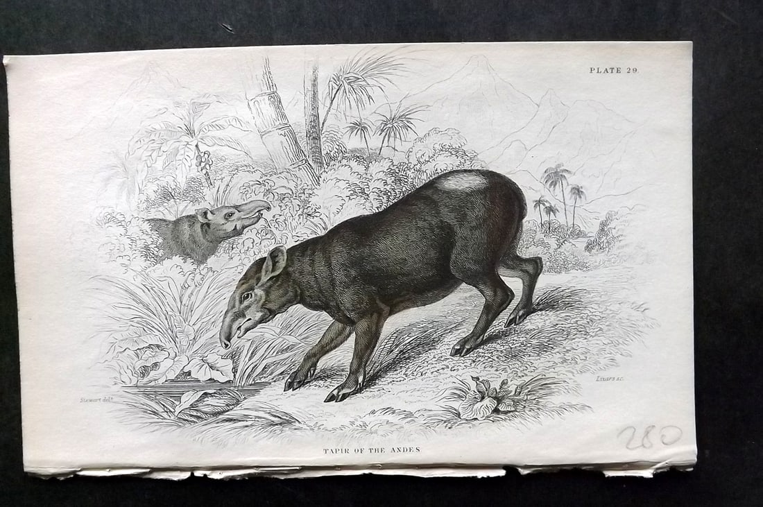 Jardine, William 1836 Hand Col Print. Tapir of the Andes 29 (1 of 1)