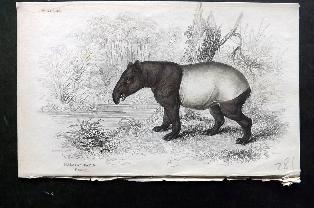 Jardine, William 1836 Hand Col Print. Malayan Tapir 30 (1 of 1)