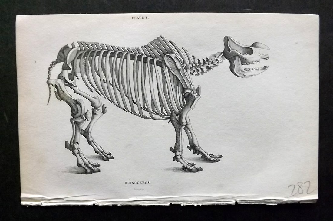 Jardine, William 1836 Antique Anatomy Print. Rhinoceros 01 (1 of 1)