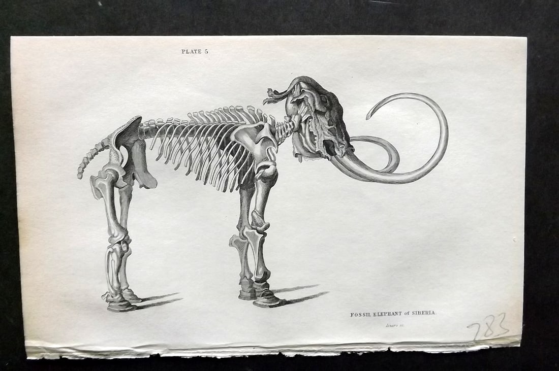 Jardine, William 1836 Antique Anatomy Print. Fossil Elephant of Siberia 05 (1 of 1)