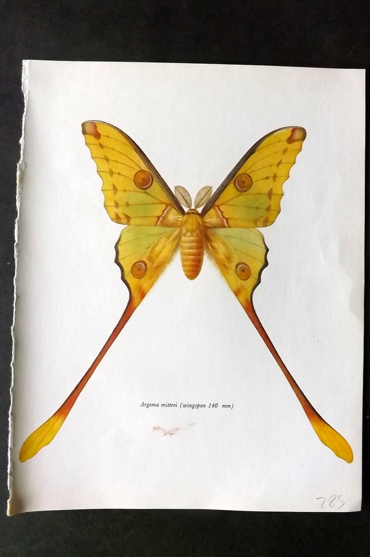 Prochazka, Frantisek 1966 Vintage Moth Print. Argema Mittrei (1 of 1)