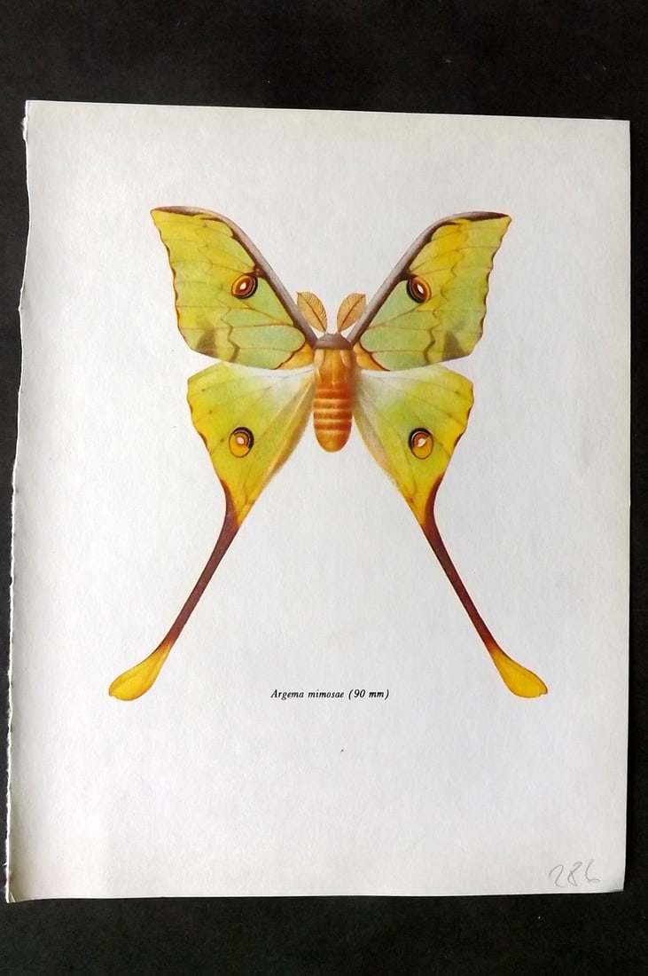 Prochazka, Frantisek 1966 Vintage Moth Print. Argema Mimosae (1 of 1)