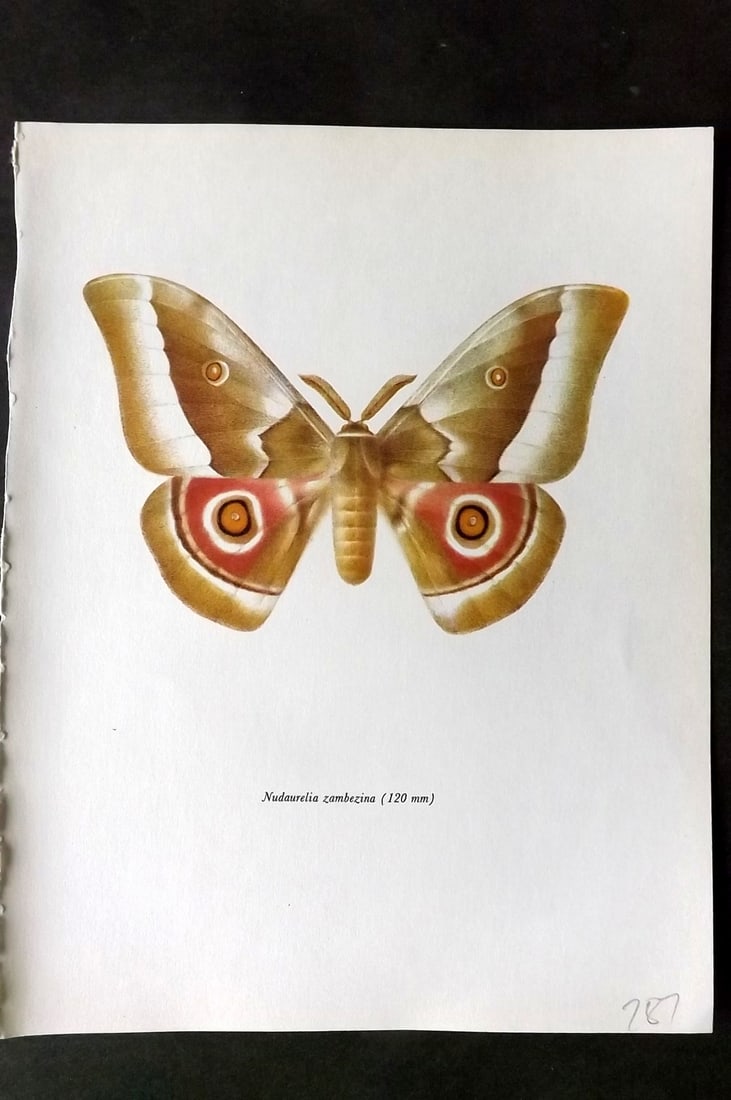 Prochazka, Frantisek 1966 Vintage Moth Print. Nudaurelia Zambezina (1 of 1)