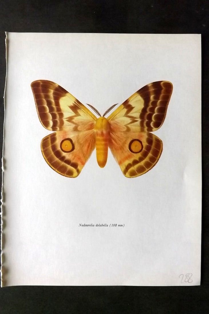 Prochazka, Frantisek 1966 Vintage Moth Print. Nudaurelia Dolabella (1 of 1)