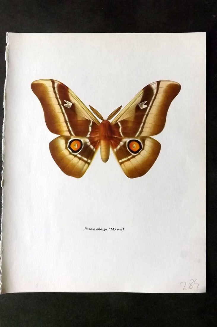Prochazka, Frantisek 1966 Vintage Moth Print. Bunaea Aslauga (1 of 1)