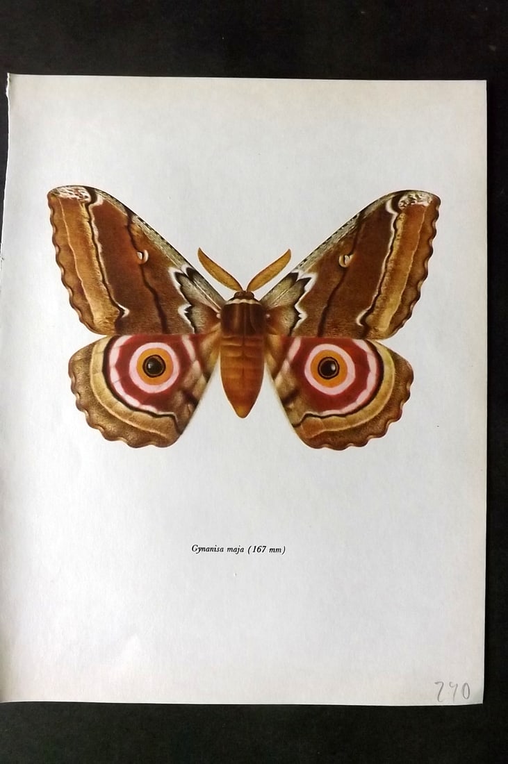 Prochazka, Frantisek 1966 Vintage Moth Print. Gymanisa Maja (1 of 1)