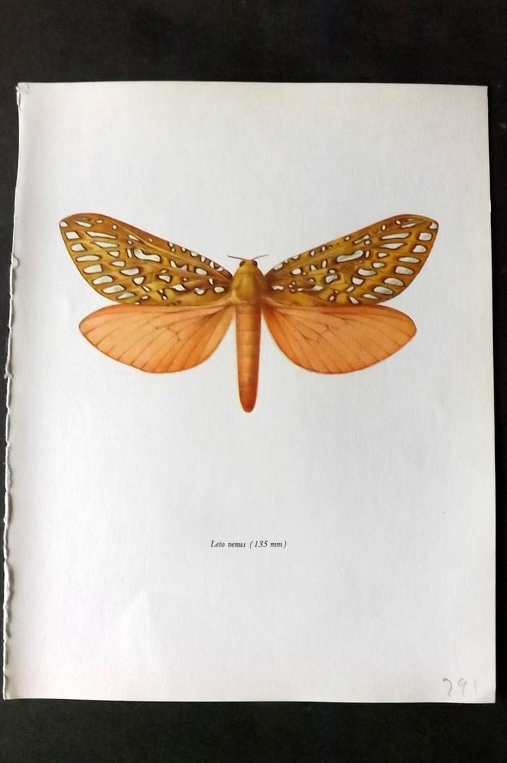 Prochazka, Frantisek 1966 Vintage Moth Print. Leto Venus (1 of 1)