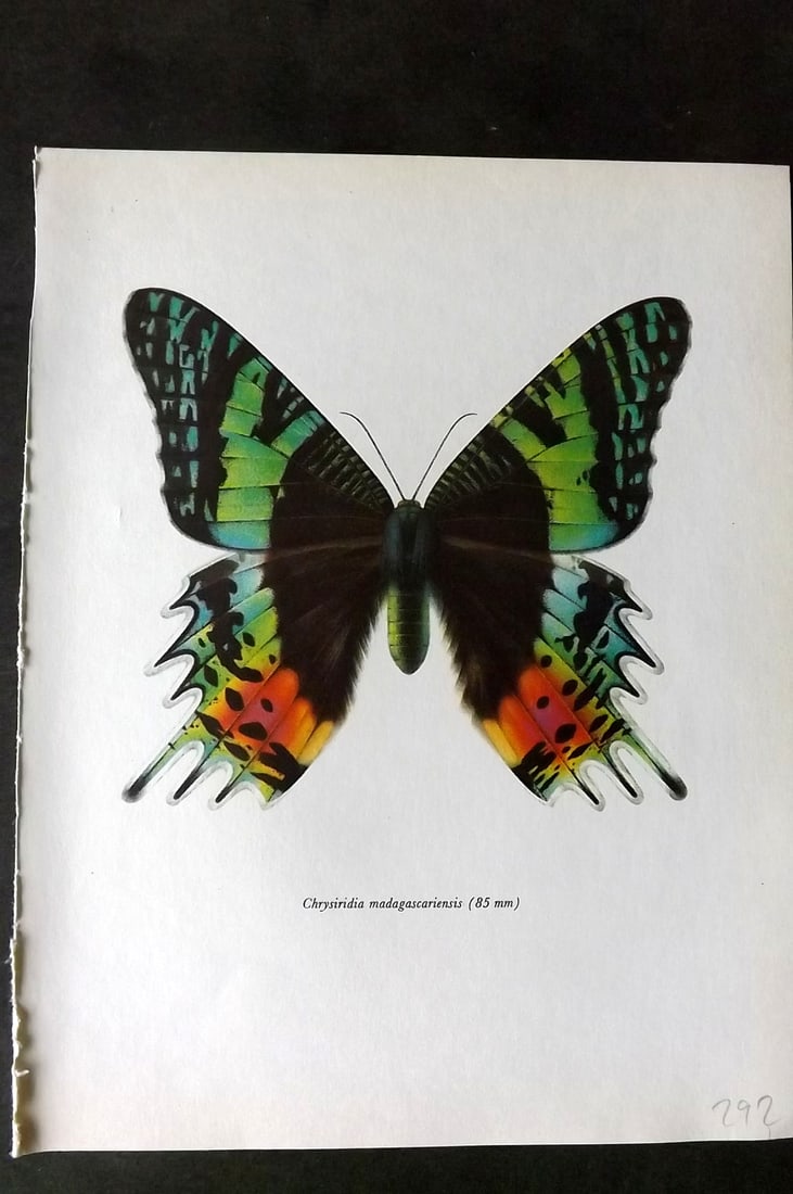 Prochazka, Frantisek 1966 Vintage Moth Print. Chrysiridia Madagascariensis (1 of 1)