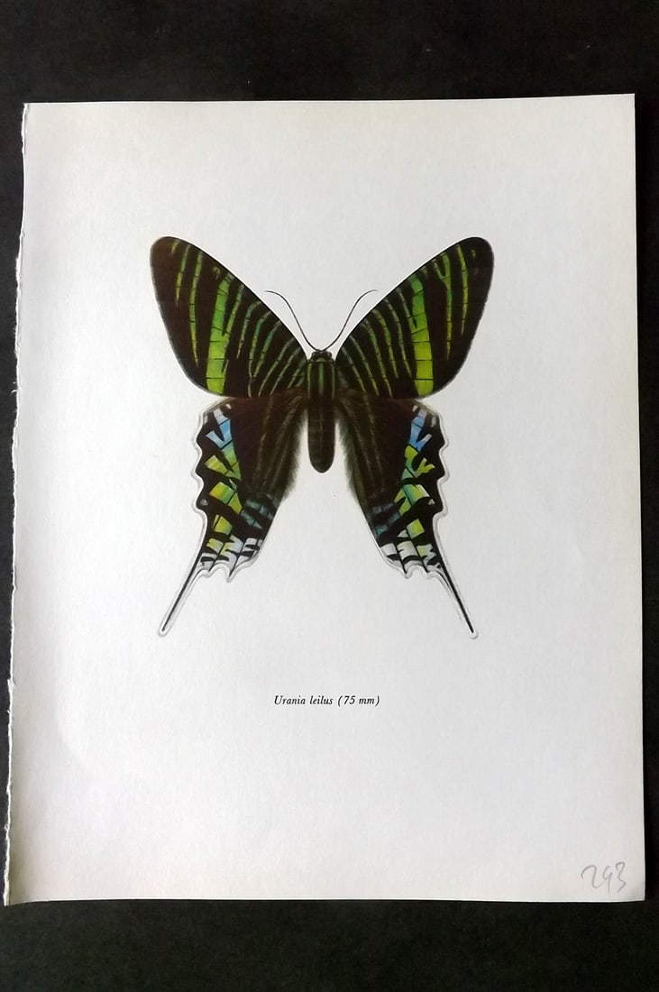 Prochazka, Frantisek 1966 Vintage Moth Print. Urania Leilus (1 of 1)
