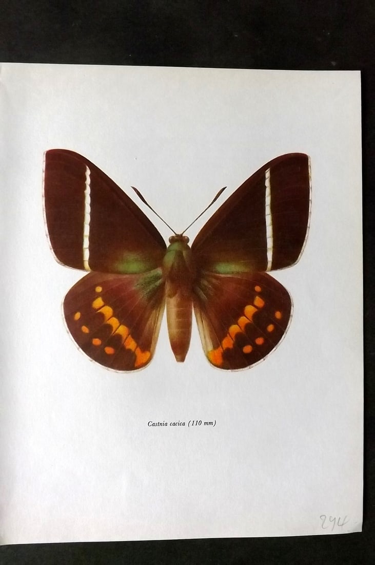 Prochazka, Frantisek 1966 Vintage Moth Print. Castnia Cacica (1 of 1)