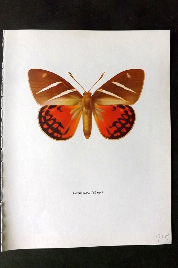 Prochazka, Frantisek 1966 Vintage Moth Print. Castnia Icarus (1 of 1)