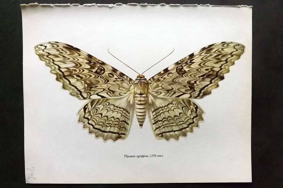 Prochazka, Frantisek 1966 Vintage Moth Print. Thysania Agrippina (1 of 1)