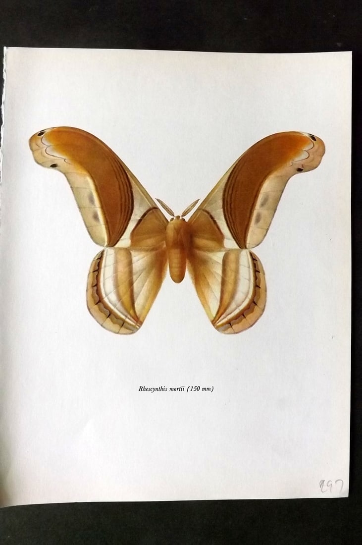 Prochazka, Frantisek 1966 Vintage Moth Print. Rhescynthis Mortii (1 of 1)