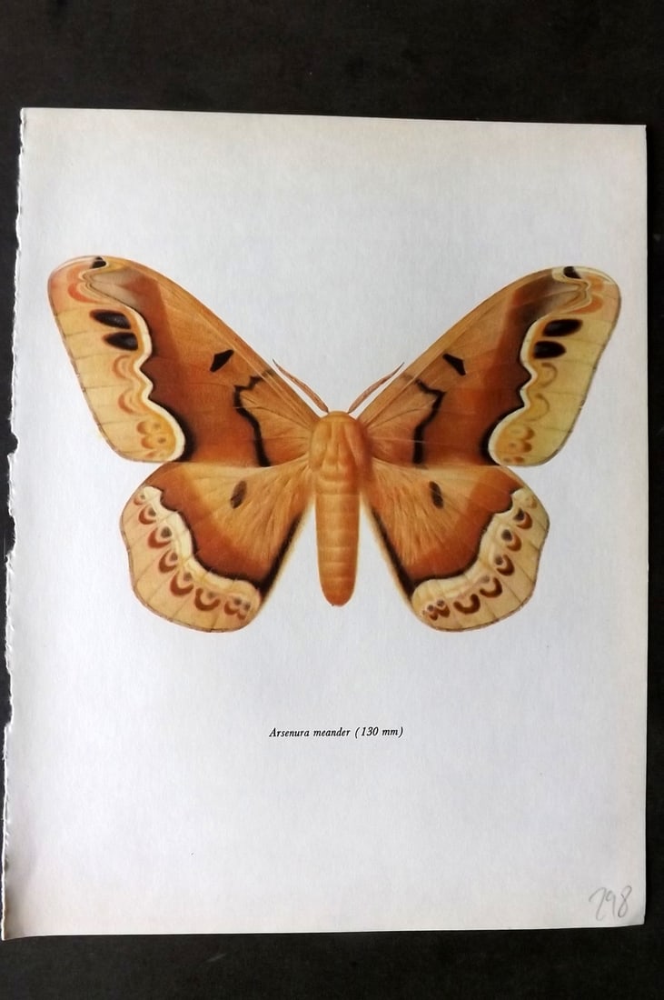 Prochazka, Frantisek 1966 Vintage Moth Print. Arsenura Meander (1 of 1)