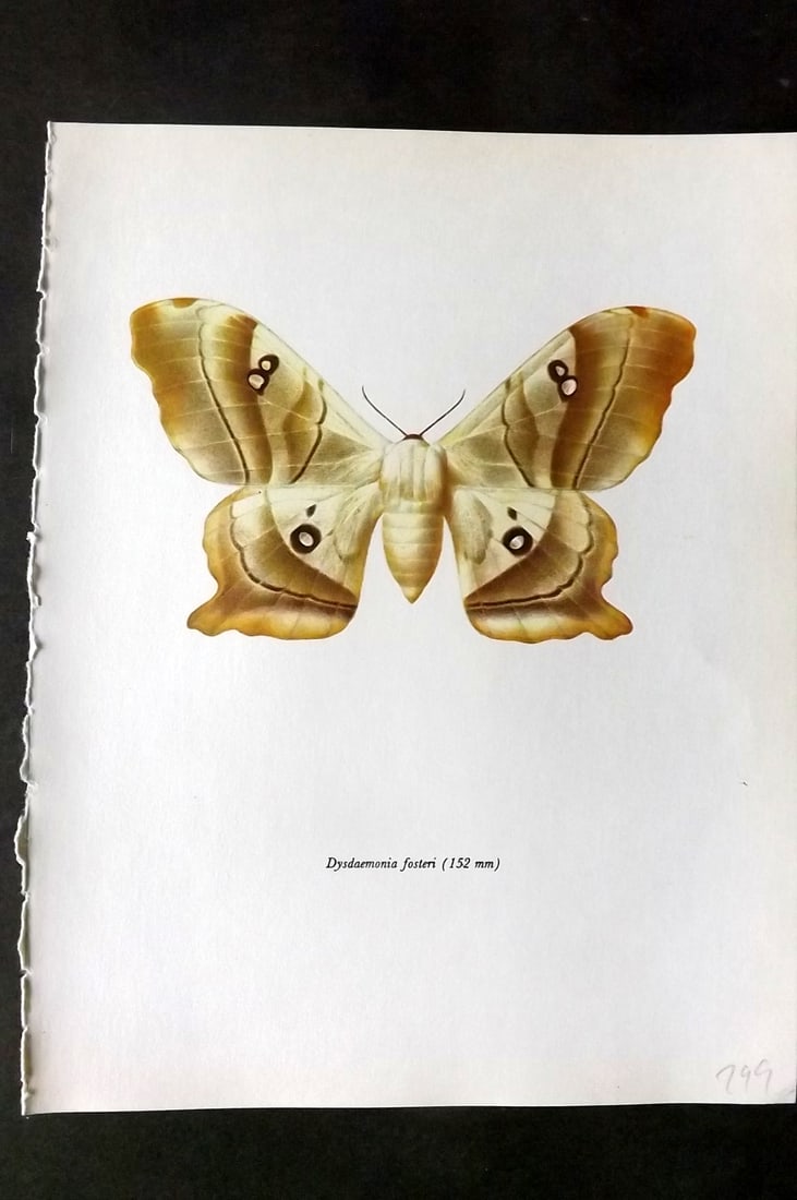 Prochazka, Frantisek 1966 Vintage Moth Print. Dysdaemonia Fosteri (1 of 1)