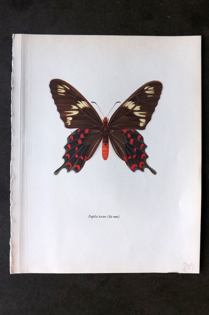 Prochazka, Frantisek 1963 Vintage Butterfly Print. Papilio Hector: Vintage Offset Lithograph Published 1963, London for "British Butterflies" by J. Moucha. Illustrated by Frantisek Prochazka. Descriptive text to verso, but this relates to the adjacent plate. On nice
