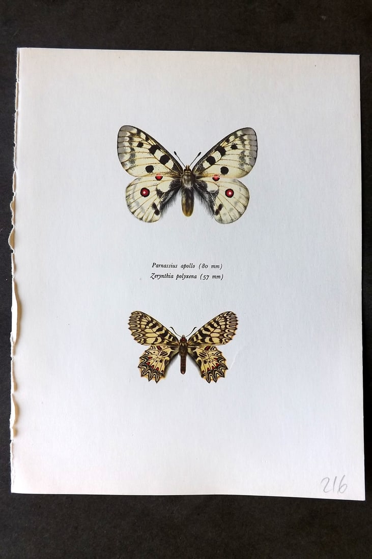 Prochazka, Frantisek 1963 Vintage Butterfly Print. Parnassius Apollo (1 of 1)