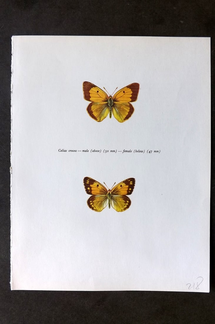 Prochazka, Frantisek 1963 Vintage Butterfly Print. Colias Crocea (1 of 1)