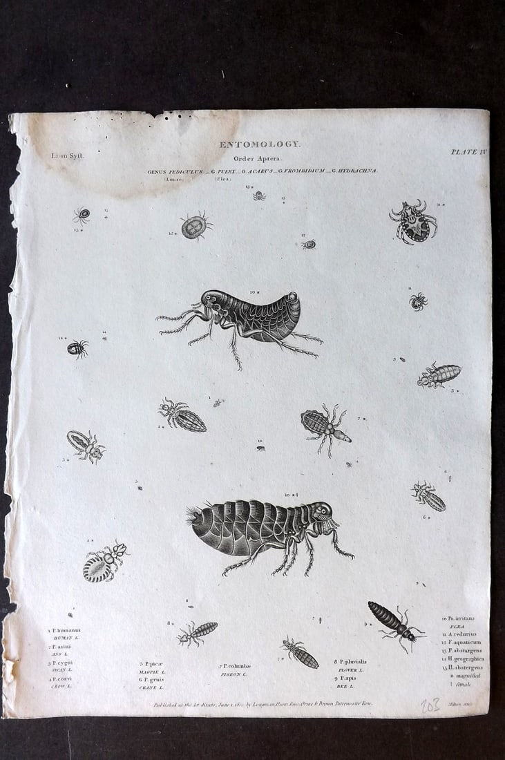 Rees, Abraham 1820 Antique Print. Entomology 04 Insects Aptera (1 of 1)