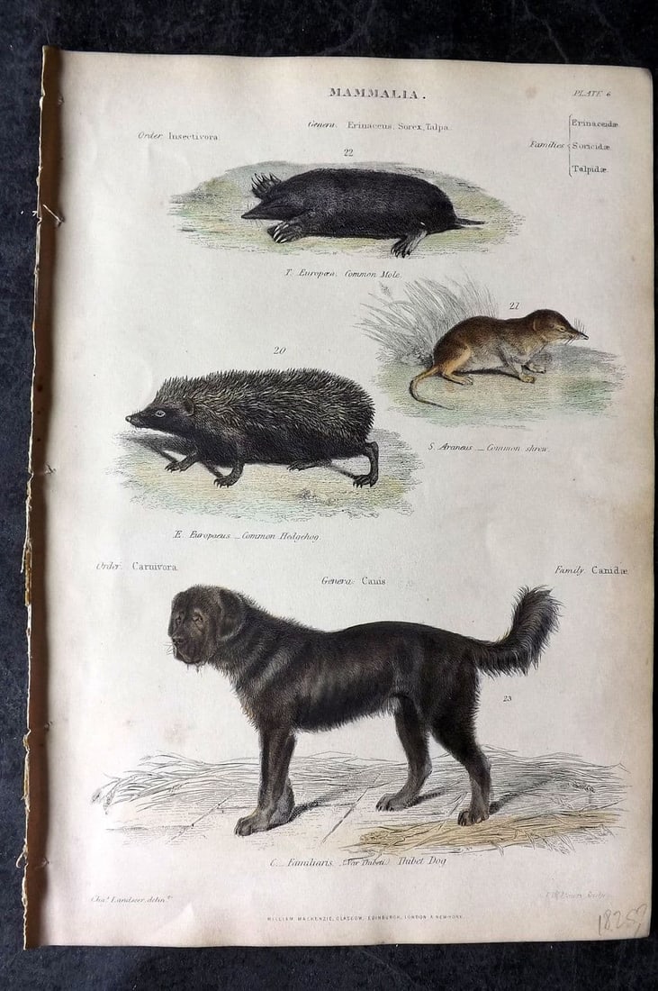 Richardson, John 1862 Hand Col Print. Mole, Shrew, Hedgehog, Thibet Dog 06: Antique Steel Engraving/Etching Published 1859-62 by William Mackenzie, Edinburgh & London for "The Museum of Natural History" by John Richardson. Fine hand colour as issued. Paper Size: 10.5 x 7.5 in