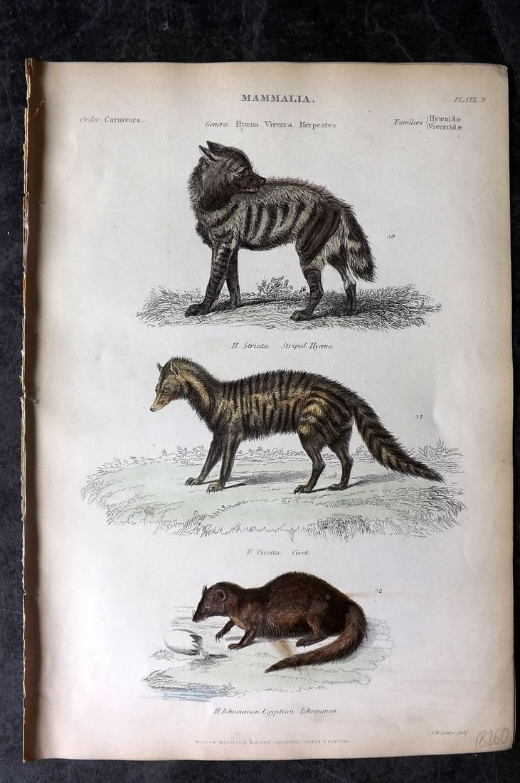 Richardson, John 1862 Hand Col Print. Hyena, Civet, Egyptian Ichneumon 09: Antique Steel Engraving/Etching Published 1859-62 by William Mackenzie, Edinburgh & London for "The Museum of Natural History" by John Richardson. Fine hand colour as issued. Paper Size: 10.5 x 7.5 in