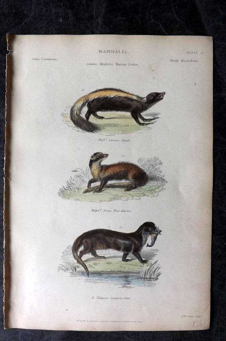 Richardson, John 1862 Hand Col Print. Varians Skunk, Pine Martin, Common Otter 10 (1 of 1)