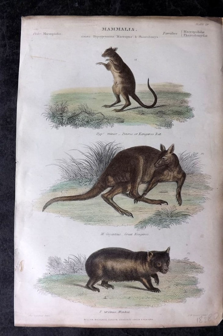 Richardson, John 1862 Hand Col Print. Kangaroo Rat, Kangaroo, Wombat Australia 29: Antique Steel Engraving/Etching Published 1859-62 by William Mackenzie, Edinburgh & London for "The Museum of Natural History" by John Richardson. Fine hand colour as issued. Paper Size: 10.5 x 7.5 in