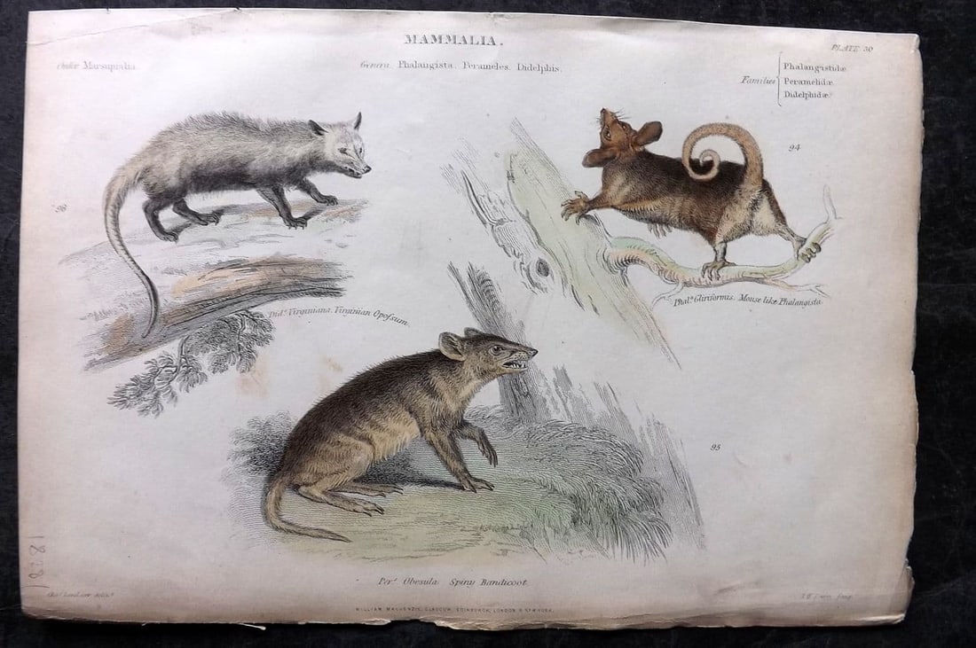 Richardson, John 1862 Hand Col Print. Virginian Opossum, Phalangista, Bandicoot 30: Antique Steel Engraving/Etching Published 1859-62 by William Mackenzie, Edinburgh & London for "The Museum of Natural History" by John Richardson. Fine hand colour as issued. Paper Size: 10.5 x 7.5 in