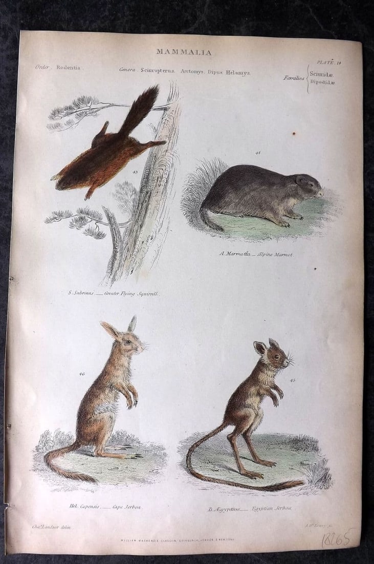Richardson, John 1862 Hand Col Print. Flying Squirrel, Alpine Marmot, Jerboa 14 (1 of 1)