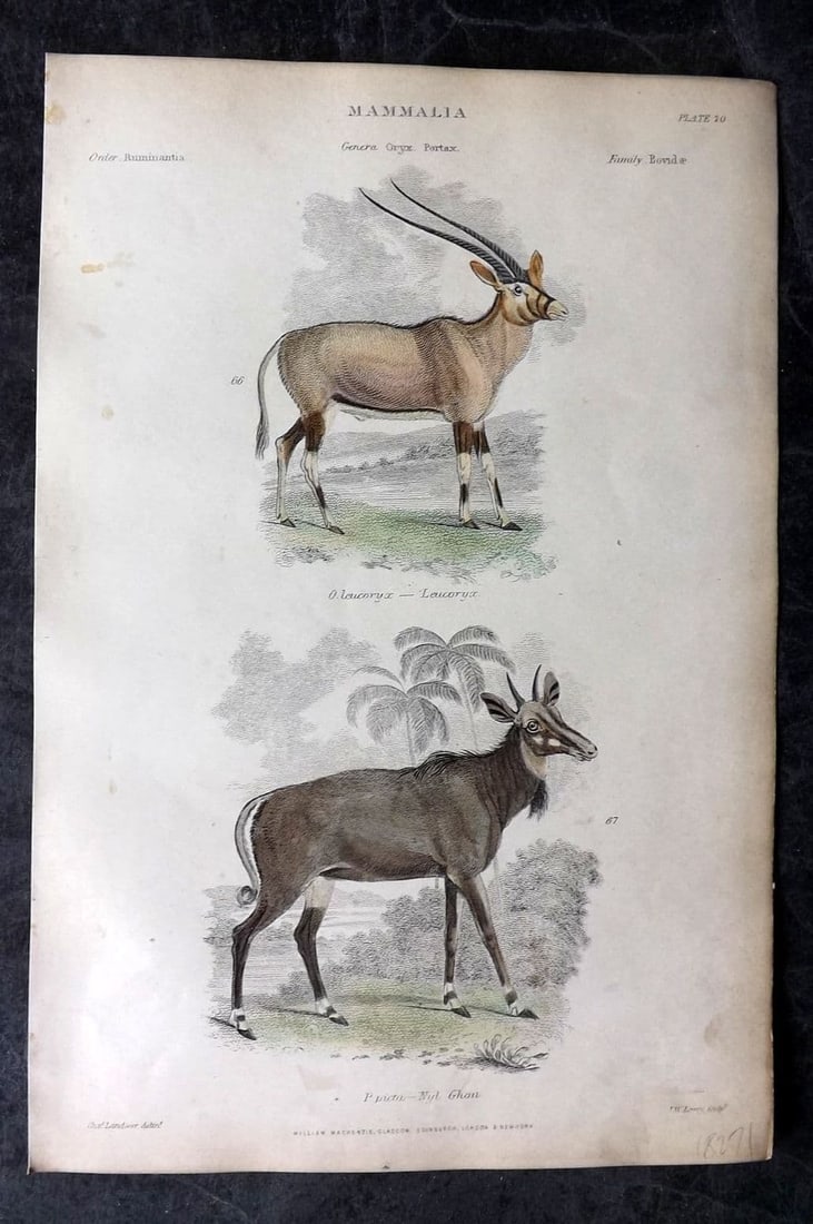 Richardson, John 1862 Hand Col Print. Leucoryx, Nyl Ghua. Nilgai 20 (1 of 1)