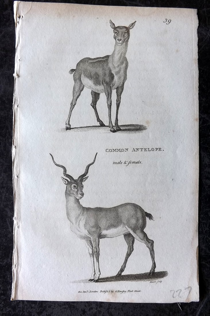 Shaw, George 1809 Antique Print. Common Antelope 39: Copper Plate Published 1809 by G.Kearsley, London for "Zoological Lectures..." by George Shaw. Paper Size: 8.5 x 5 inch (22 x 13cm) Very minor margin toning/staining. Good Condition
