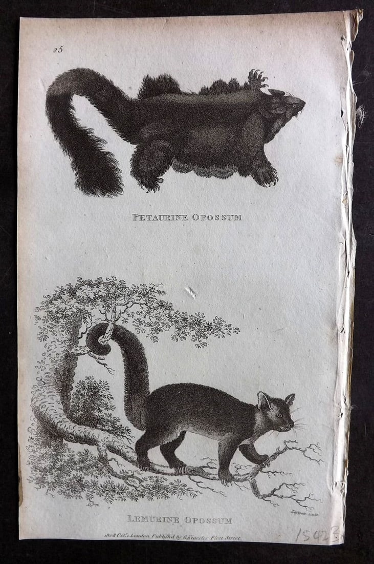 Shaw, George 1809 Antique Print. Petaurine & Lemurine Opossum 25: Copper Plate Published 1809 by G.Kearsley, London for "Zoological Lectures..." by George Shaw. Paper Size: 8.5 x 5 inch (22 x 13cm) Good Condition