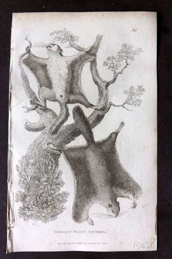 Shaw, George 1809 Antique Print. Common Flying Squirrel 30 (1 of 1)